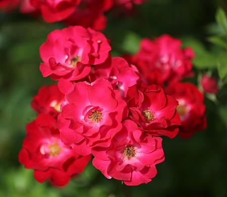 Rosa 'La Belle Rouge'